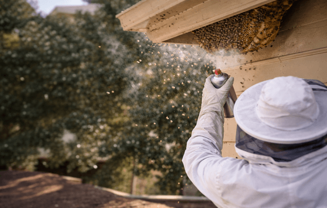 How to find a reliable bee removal service near your home
