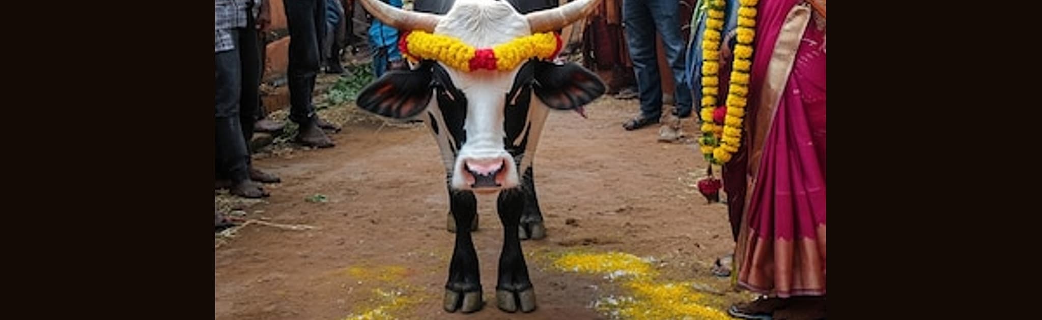 Decorated Gangireddu bull at Indian festival — Sankranti bull service Hyderabad